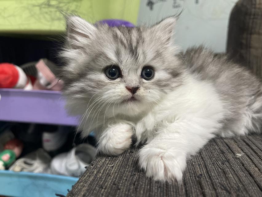 น้องเจ๊ไฝ(เพศเมีย)เกิด19/9/68 6