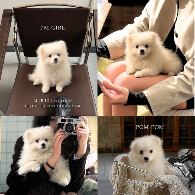 ปอมเด็กน้อยน่ารักหญิง