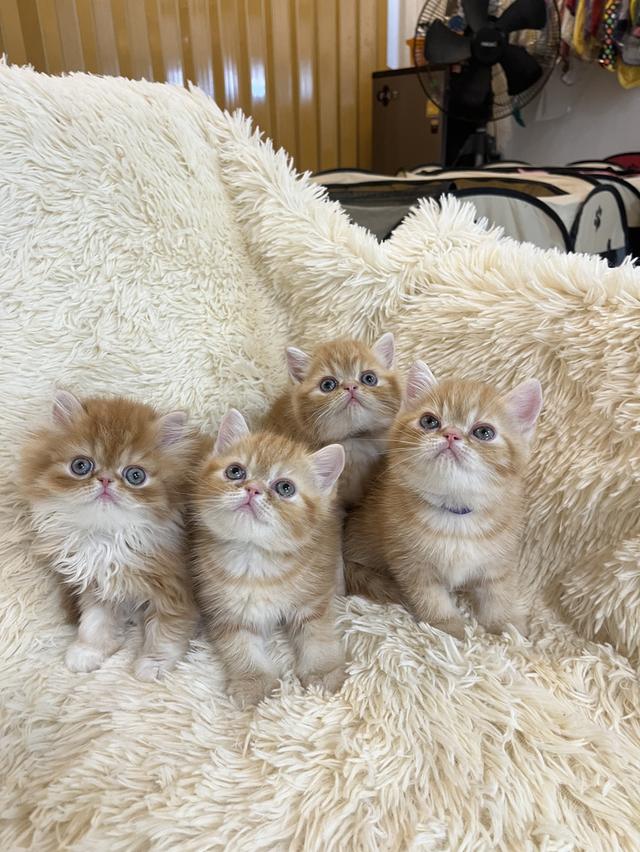 แมวสีส้ม เพศเมียสวยมากแท้ รูปที่ 11