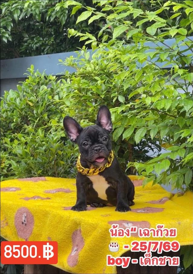 ลูกสุนัขเฟร้นบลูด๊อก รูปที่ 8