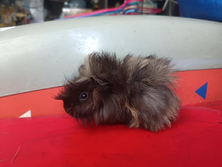 แกส​บี้​สายพันธุ์​ขวัญ​ 3