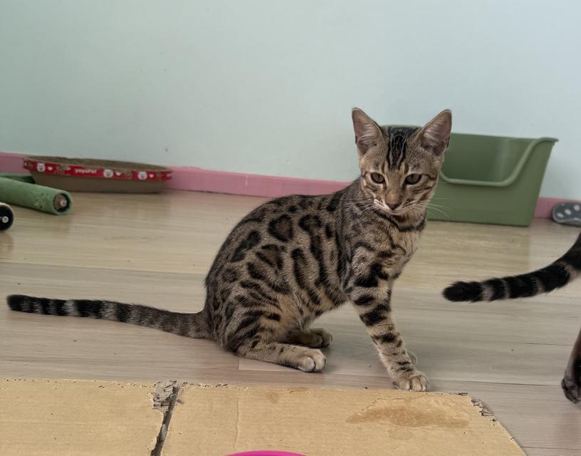 Bengal Phuket แมวเบงกอลภูเก็ตสายพันธุ์แท้ รูปที่ 2