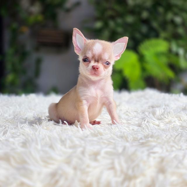 Chihuahuaขนสั้นมาร์คไซทีคัพสะดหล่อพร้อมแสบ
