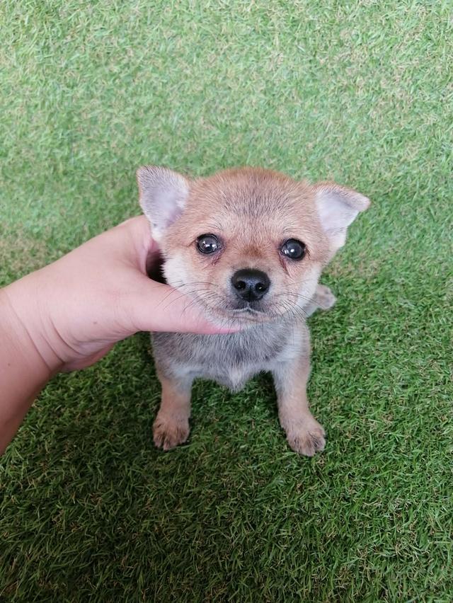 ชิวาว่าผสมปอม ขนสั้น เพศเมีย พร้อมย้าย รูปย่อยที่ 2