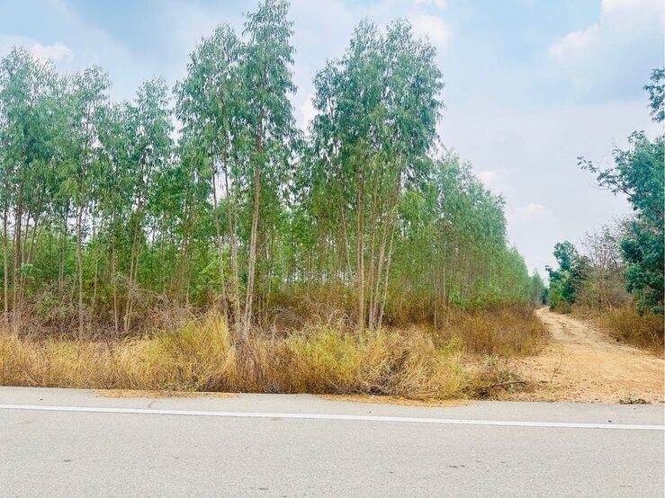 ขายที่ดินแปลงใหญ่ พื้นที่ 127-3-22 ไร่ ตำบลท่าตะคร้อ อำเภอหนองหญ้าปล้อง จังหวัดเพชรบุรี