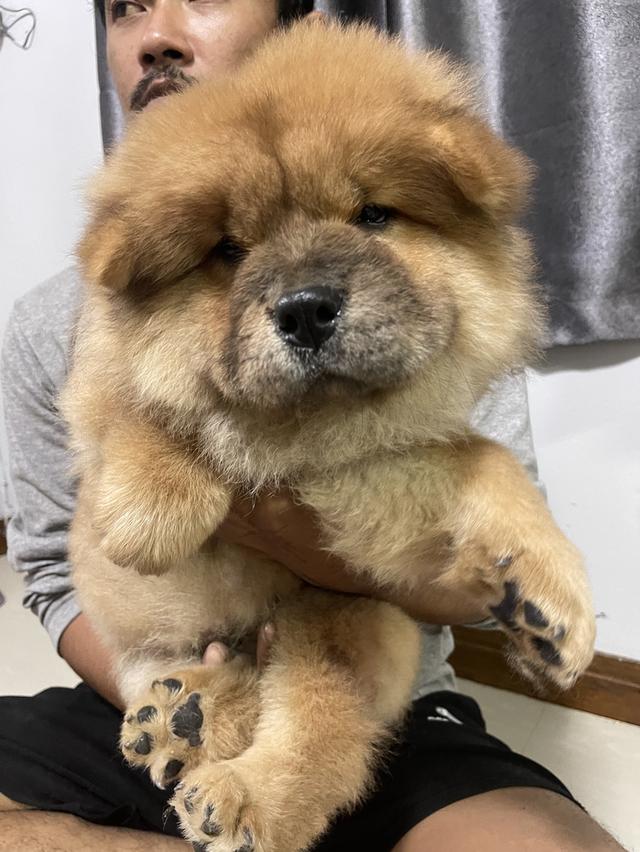 ลูกหมาเชาว์เชาว์ แท้ 100%