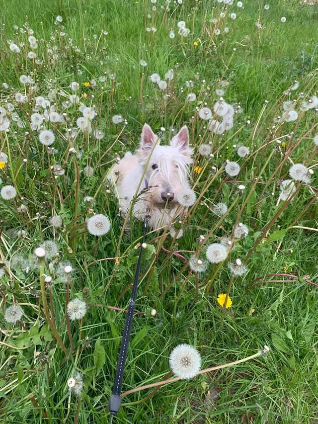 ขาย Scottish Terrier ขนสีขาว แท้ 2