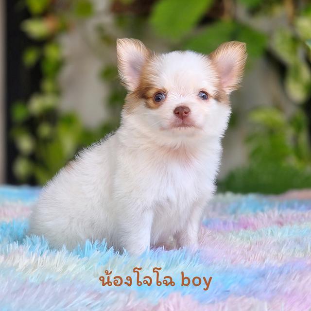 น้องโจโฉ ชิวาวาผสมปอม เพศผู้