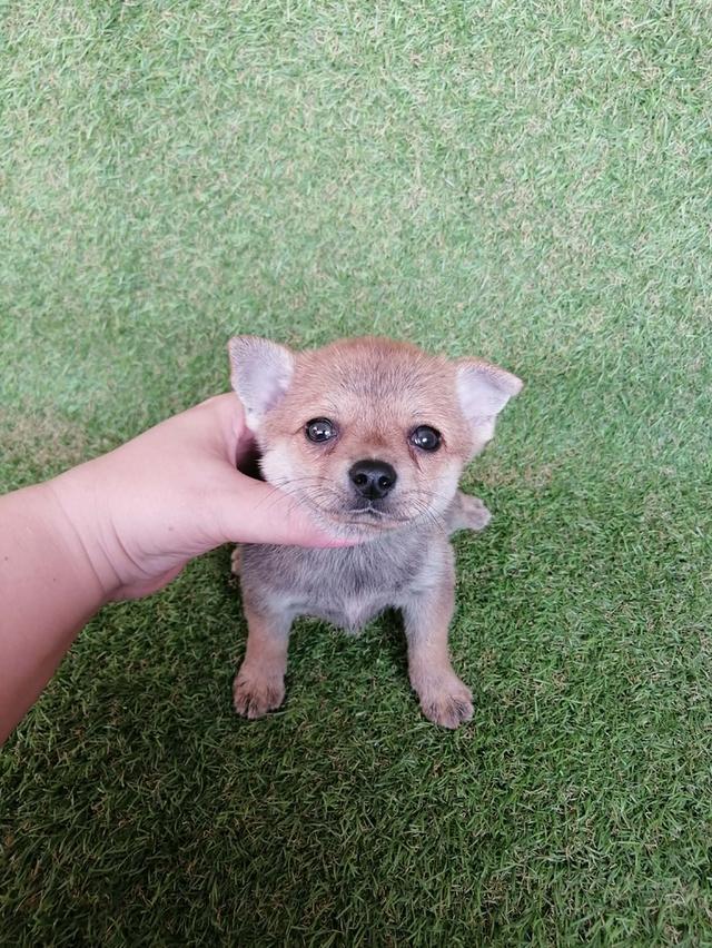 ชิวาว่าผสมปอม ขนสั้น เพศเมีย พร้อมย้าย รูปย่อยที่ 3