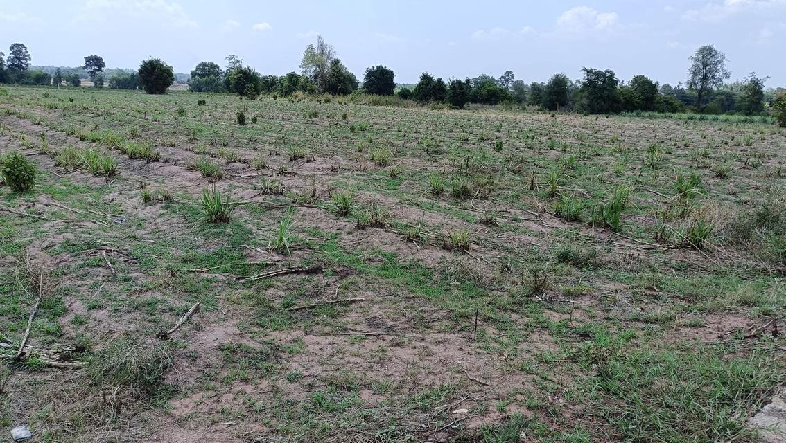 ที่ดิน 5 ไร่ 1 งาน โฉนด นส.4 จ 6