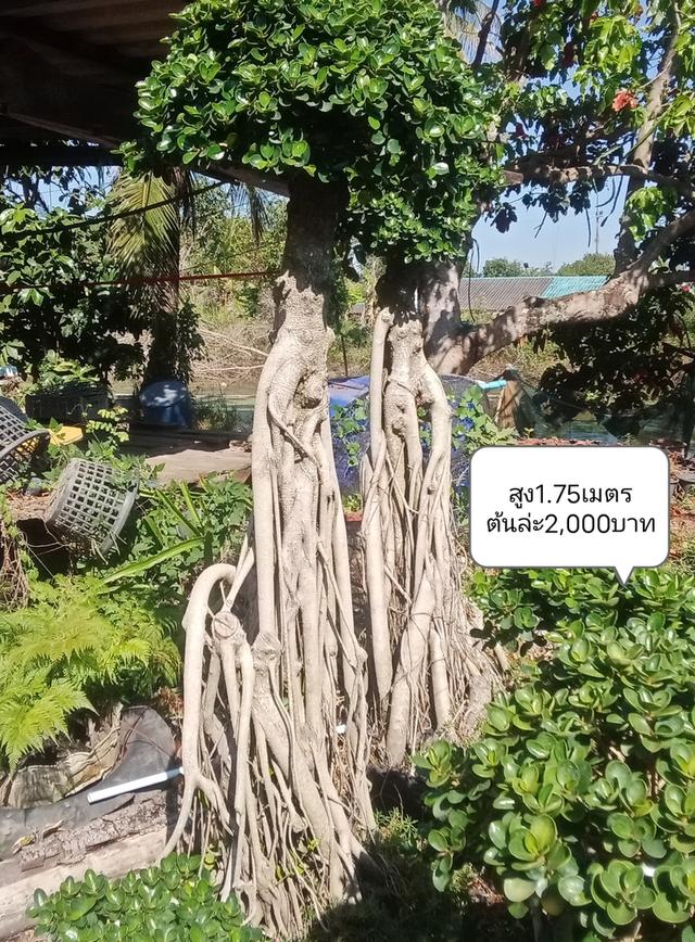 ไทรต่อยอดช้อนเงินช้อนทอง