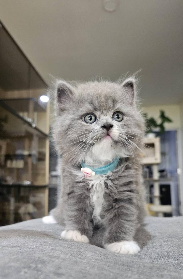 บริติช-สก็อตติช แมวคอฟ้า รูปที่ 3