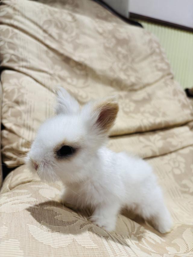 Teddy Bear Rabbit