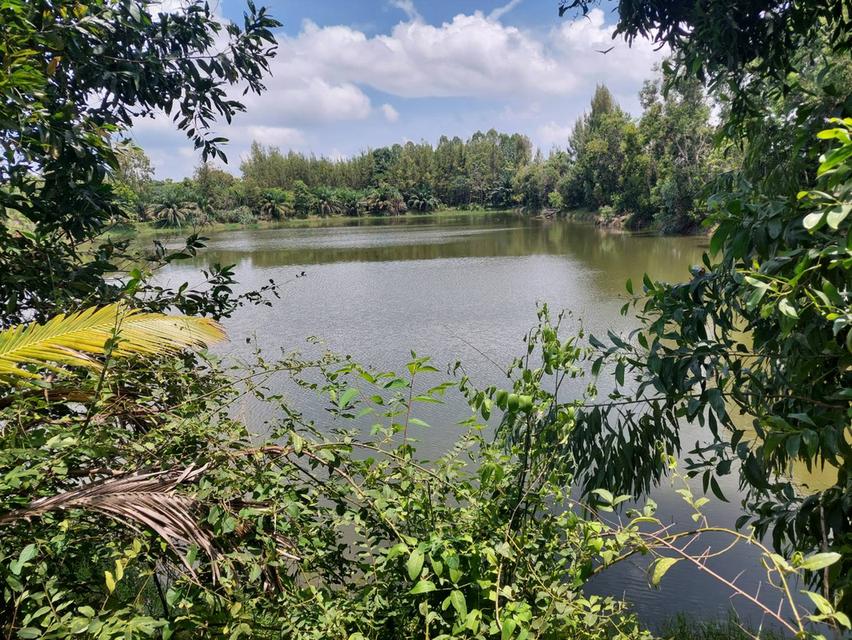 ขายที่ดินติดเขื่อนลำปาว กาฬสินธุ์ พื้นที่รวม 55 ไร่ เหมาะพัฒนารีสอร์ทหรือโครงการท่องเที่ยว 7