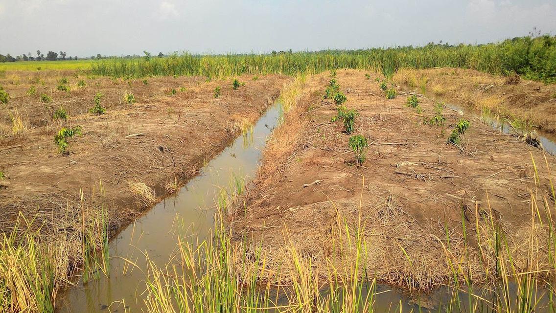 ที่ดิน ใกล้ วัดเจดีย์หอย 5