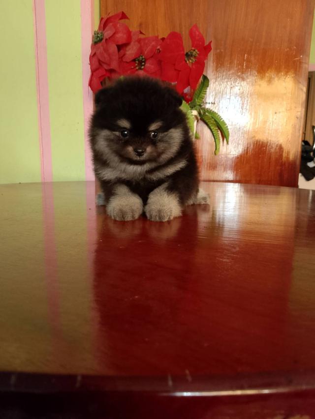 ลูกปอมฯพันธุ์แท้หน้าหมีสวยๆขนแน่นๆขาใหญ่ ลำตัวสั้น ขาสั้น จากพ่อแม่สายประกวด พร้อมส่งฉีดวัคซีนรวม 5 เชื้อเข็มที่ 1 ทักเป็นเจ้าของได้ตามเบอร์