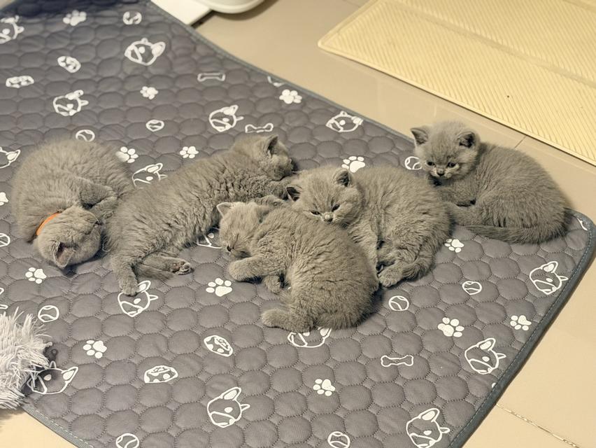 หาบ้านอง British สีบลู พ่อแม่มีใบพร้อมย้ายบ้านแล้ว