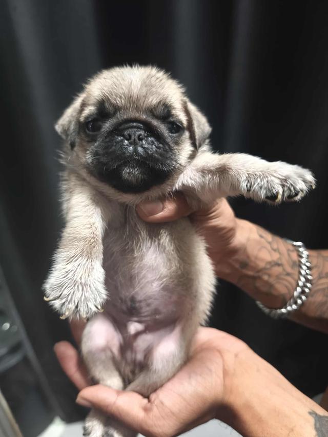 หมาปั๊ก