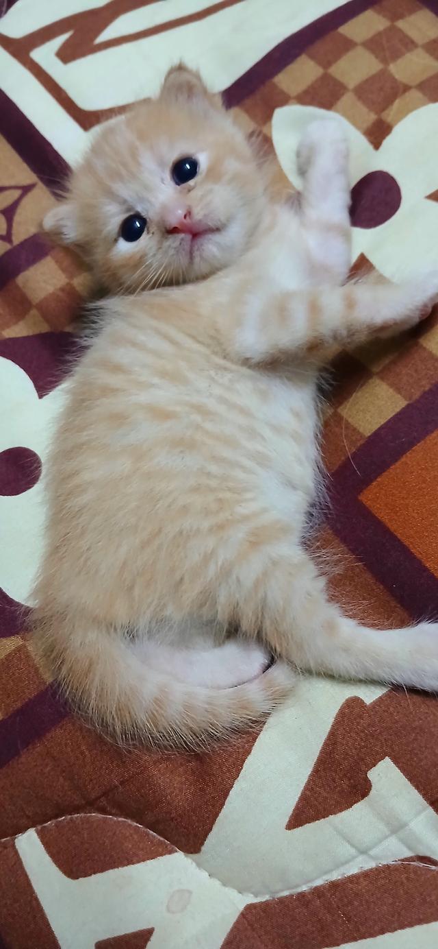 แมวสก๊อตติช