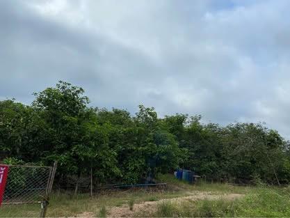ขายที่สวนมะม่วง+ที่นาติดถนนเส้นหลัก มีน้ำใช้เยอะ 3