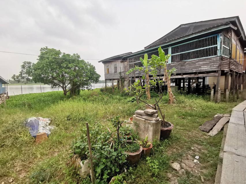 L822 ขายที่ดินริมแม่น้ำเจ้าพระยา พร้อมบ้านไทย 3 หลัง 150 ตรว บ้านงิ้ว สามโคก ปทุมธานี 2