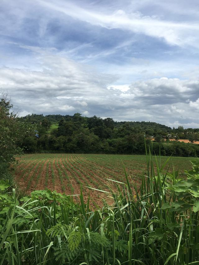 ขายที่ดินโฉนดเขาใหญ่ 10 ไร่ 49 ตร.ว. ติดแม่น้ำ ติดถนนลาดยางยาว 128 เมตร ใกล้ตลาดน้ำเขาใหญ่ ต.วังกะทะ อ.ปากช่อง จ.นครราชสีมา 1