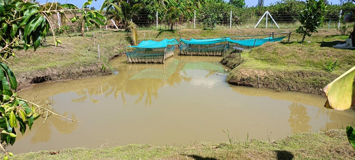 ที่ดินสไตล์ปลูกบ้านสวน รูปที่ 12