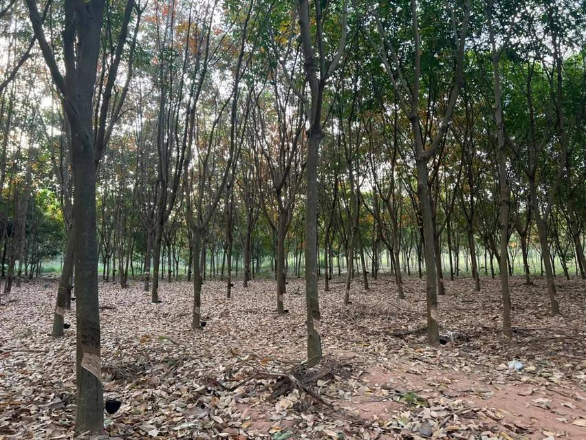 ขายที่ดินอำเภอเสิงสาง🔰‼️ติดถนนราชสีมาโชคชัย224 🔰‼️30ไร่ขายไร่ รูปที่ 3