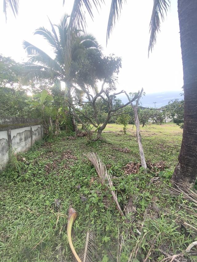 ที่ดินงามเชียงใหม่ 11