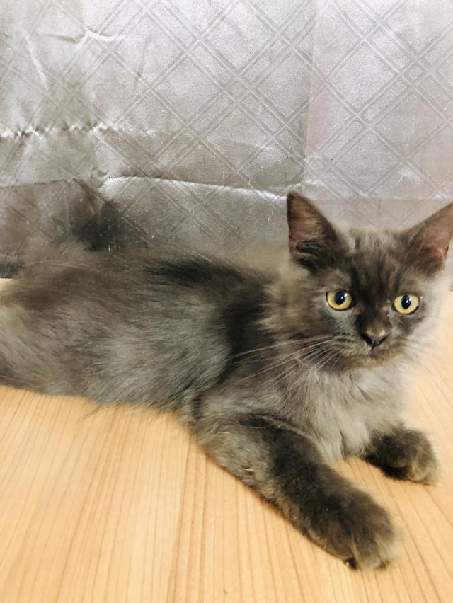 น้องแมวพันธุ์ หิมาลายันผสมชินชิล่า เพศผู้ 2