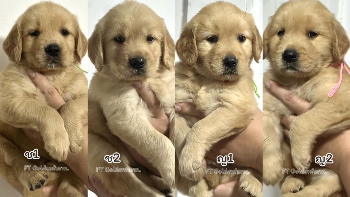 โกลเด้นแท้ ฟอร์มสวย เกรดคุณภาพ