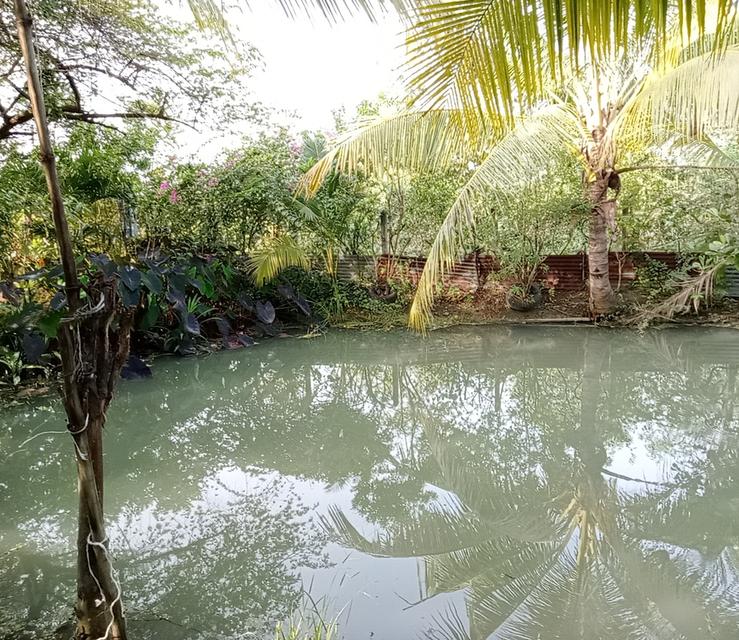 ที่ดินพร้อมสิ่งปลูกสร้างมีบ้านพักน้ำไฟพร้อมและมีสวนมะม่วงประมาณ40ต้นออกผลผลิตแล้วทุกปีสามารถทำกินทำขายได้ 7