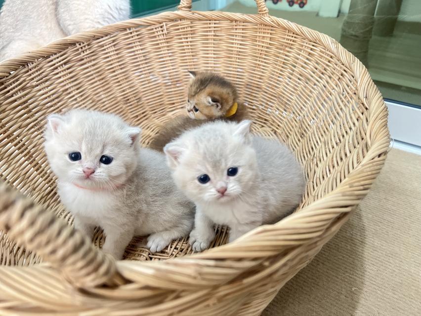ดช.บริติช(น้องธาม) 3