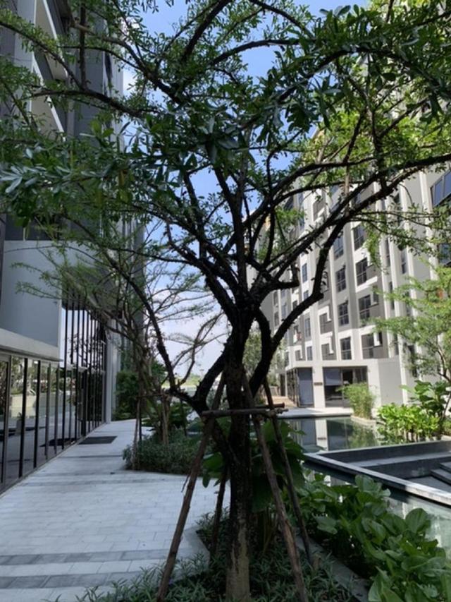 ขายคอนโด เดอะ โพลิแทน บรีซ ชั้น 7 อาคาร B วิวฝั่งแม่น้ำ ใกล้รถไฟฟ้า MRT สถานีพระนั่งเกล้า 14