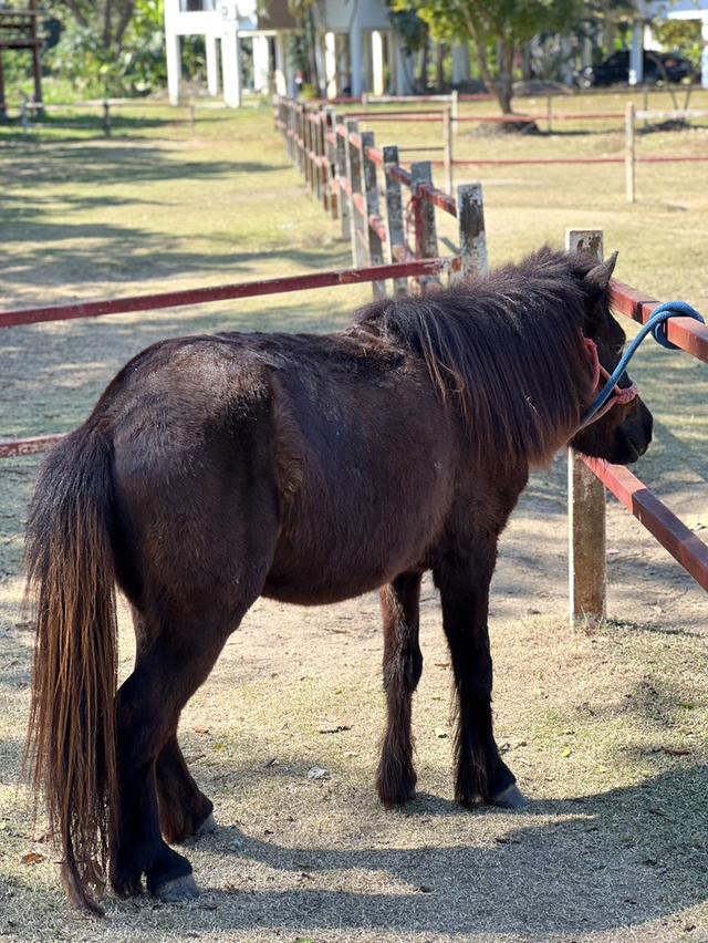 ม้าแคระ Shetland Pony รูปที่ 5