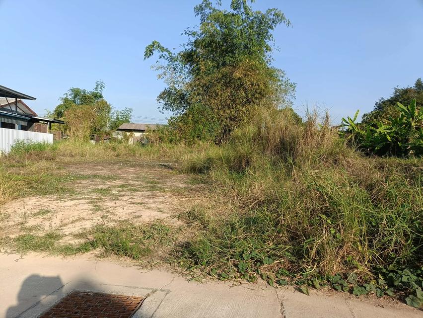 ที่ดินในเขตเทศบาลวัดโบสถ์ อำเภอวัดโบสถ์ จังหวัดพิษณุโลก 11