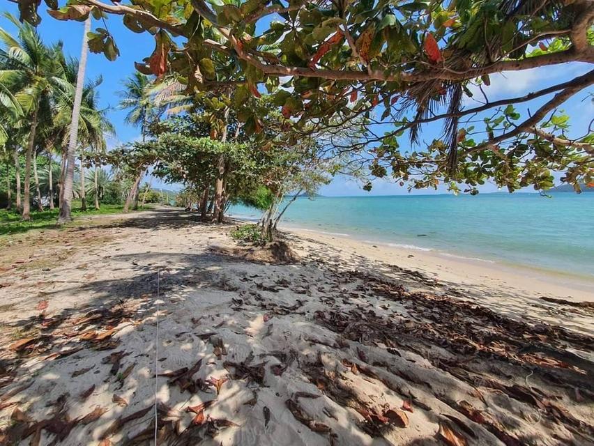 ด่วนขายที่ดินติดชายหาดซันเซ็ท เกาะสมุย – ทำเลหายากสำหรับการลงทุน 1