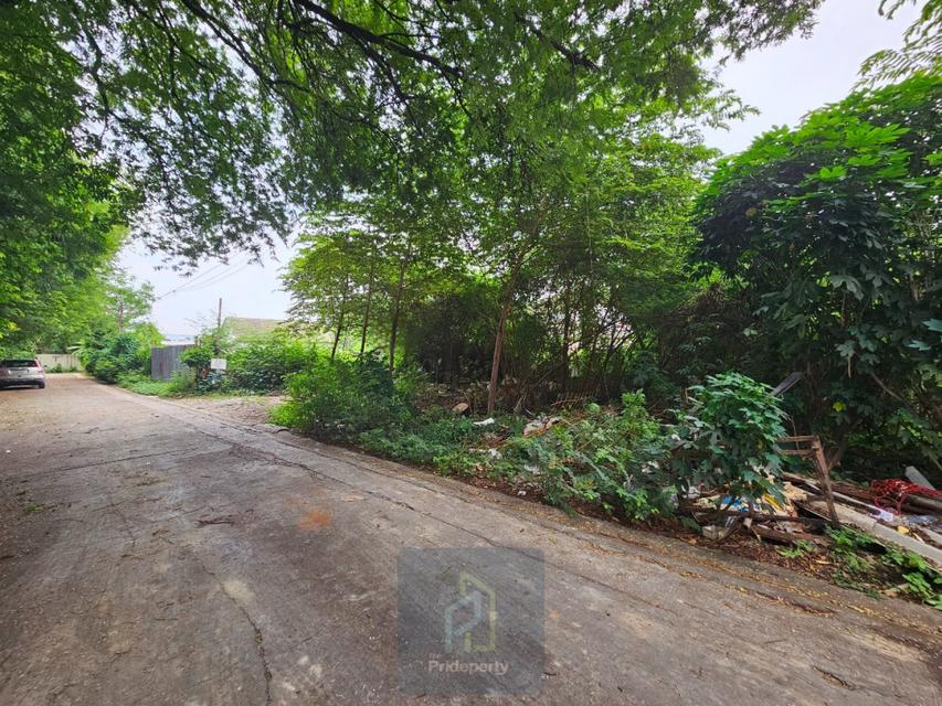 ขาย ที่ดินเปล่า 145 ตร.วา ซ.ปุณณวิถี 43 สุขุมวิท 101 ถนนกว้าง แปลงสี่เหลี่ยม 4