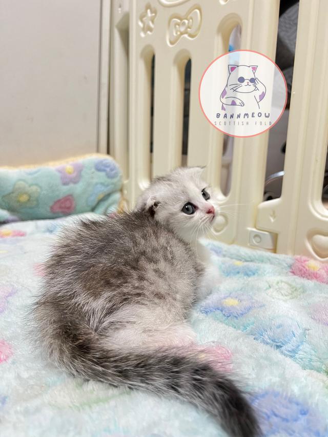 ดช สก็อตติช 9