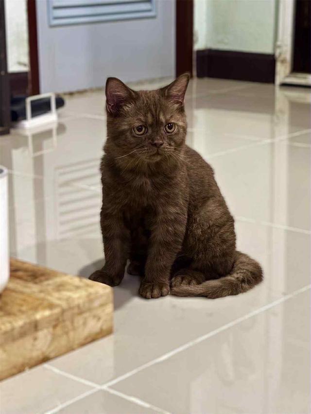 แมวบริติชชอตแฮร์ สีช็อค