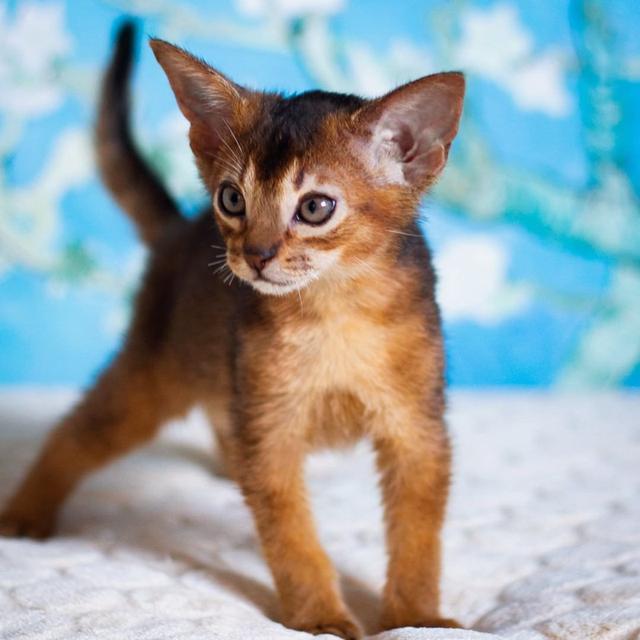 Abyssinian Kittens WhatsApp me : +66 63 826 3042