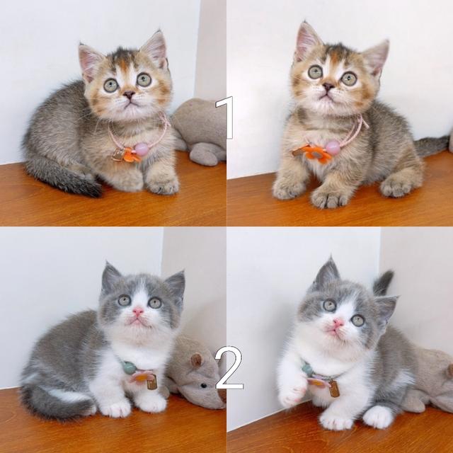 แมวขาสั้น(มันช์กิ้น) สายพันธุ์แท้ คุณภาพ