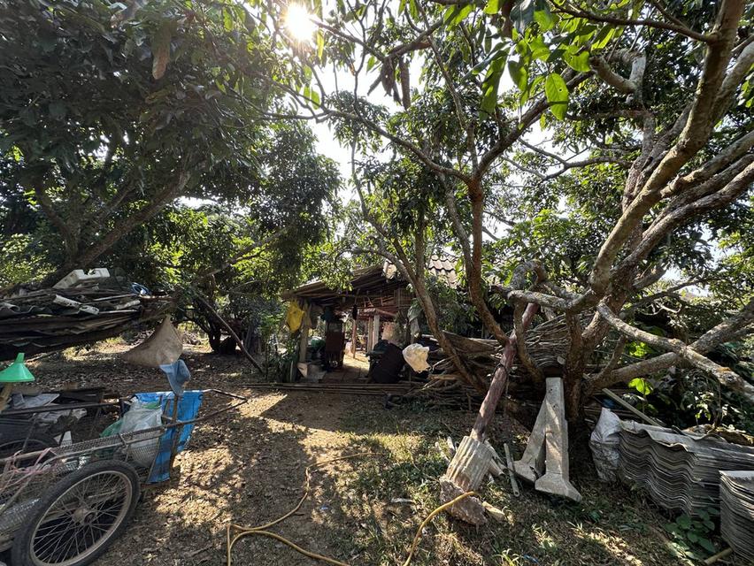 🌳 ขายที่ดินพร้อมสวนผลไม้ ทำเลดี บรรยากาศสุดฟิน (ใกล้เมืองเชียงราย) 7