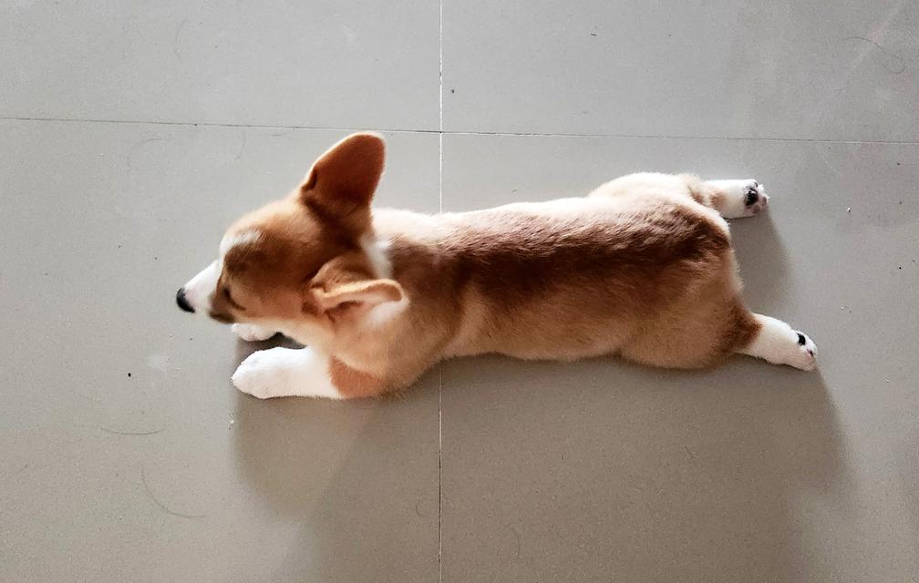 สุนัขคอร์กี้ หมาน้อยน่ารัก รูปที่ 5