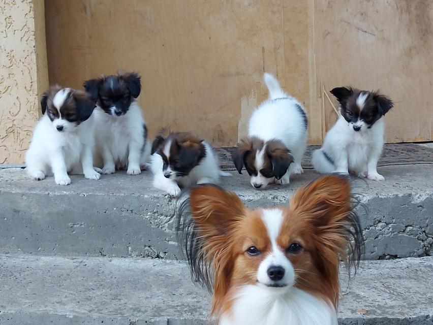 ...Papillon Puppies for sale ... รูปที่ 2