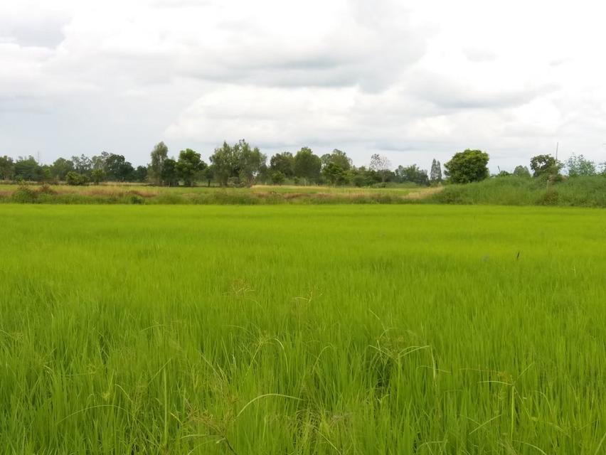 ที่ดิน ที่นา 16 ไร่ เจ้าของขายเอง 4