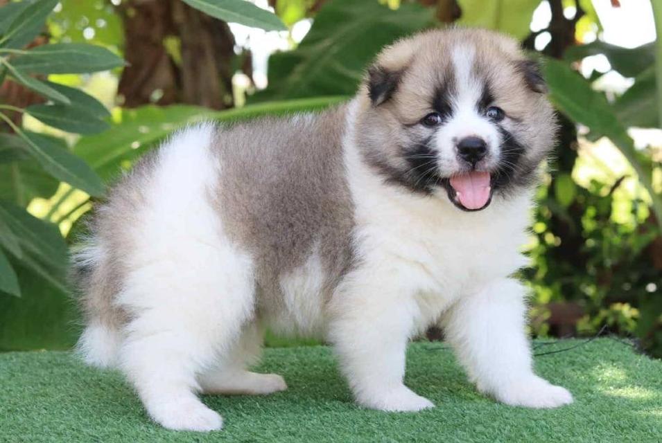 ลูกสุนัขบางแก้วแท้