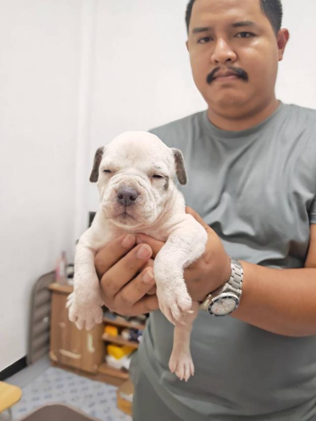 American bully3,500-5,500฿ อเมริกันบูลลี่สายพันธุ์แท้ราคาไม่แรง🏡p'tigerขอนแก่น 3,500-5,500฿ 6