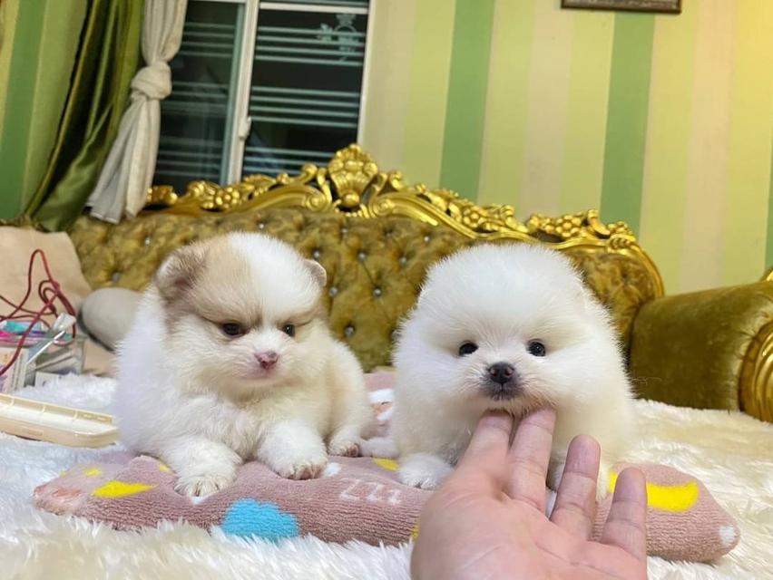 ลูกปอมแท้ อ้วนกลมหมี เตี้ยสั้น ขนแน่นฟูทรงสวย พร้อมย้ายบ้านค่ะ