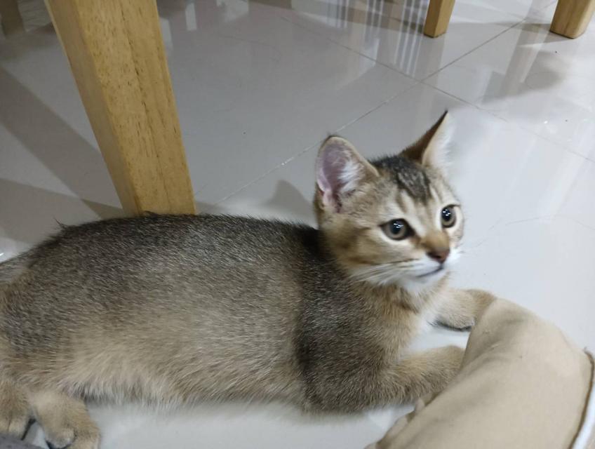 หนุ่มน้อย Brown Tabby